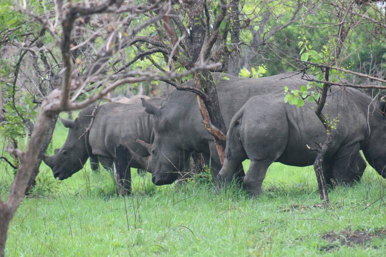 ZIWA RHINO TREKKING SANCTUARY